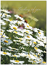 Thinking of You Daisies A2060D-Y